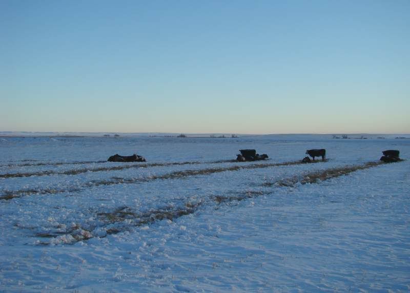 The Next 6 Weeks - Cattle