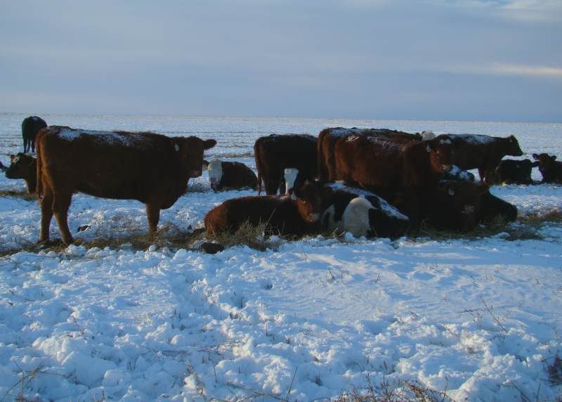 The Next 6 Weeks - Cattle