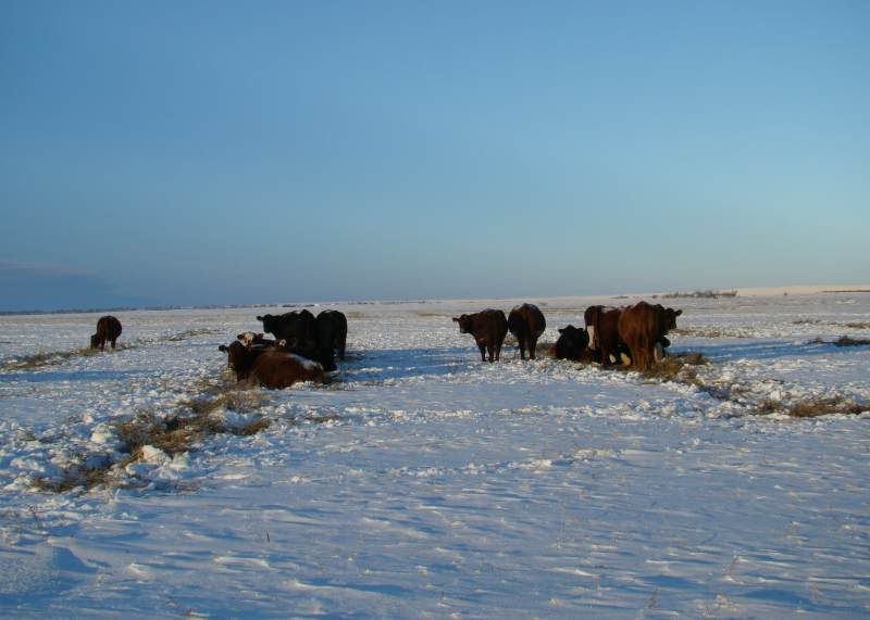 The Next 6 Weeks - Cattle