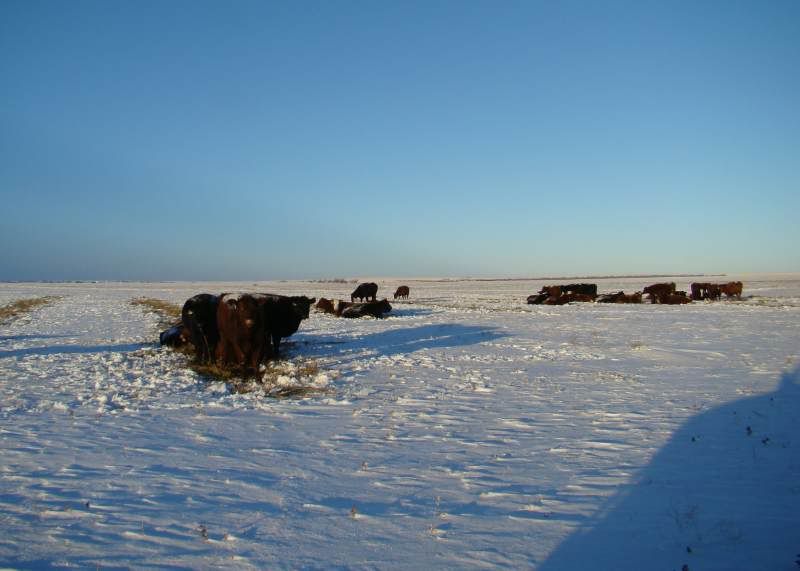 The Next 6 Weeks - Cattle