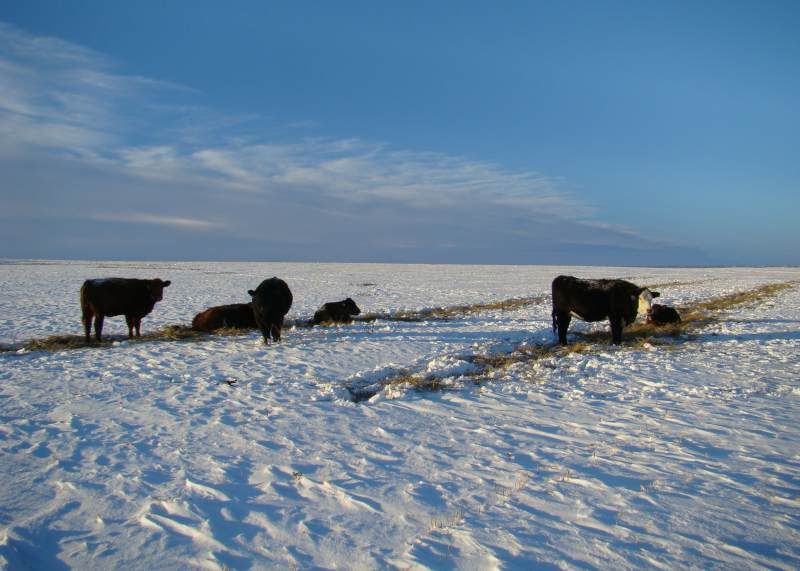 The Next 6 Weeks - Cattle