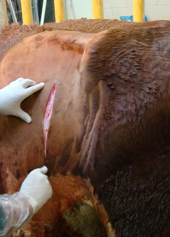 Cesarean Section (graphic pics) - Cattle