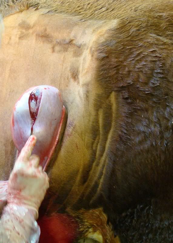 Cesarean Section (graphic pics) - Cattle