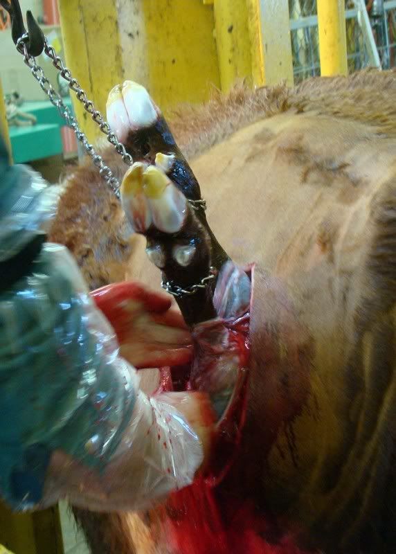 Cesarean Section (graphic pics) - Cattle