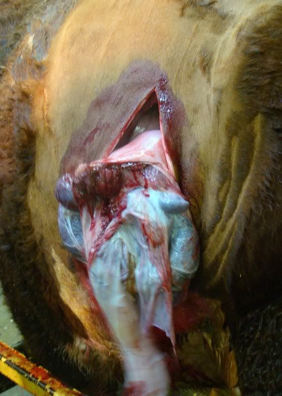 Cesarean Section (graphic pics) - Cattle