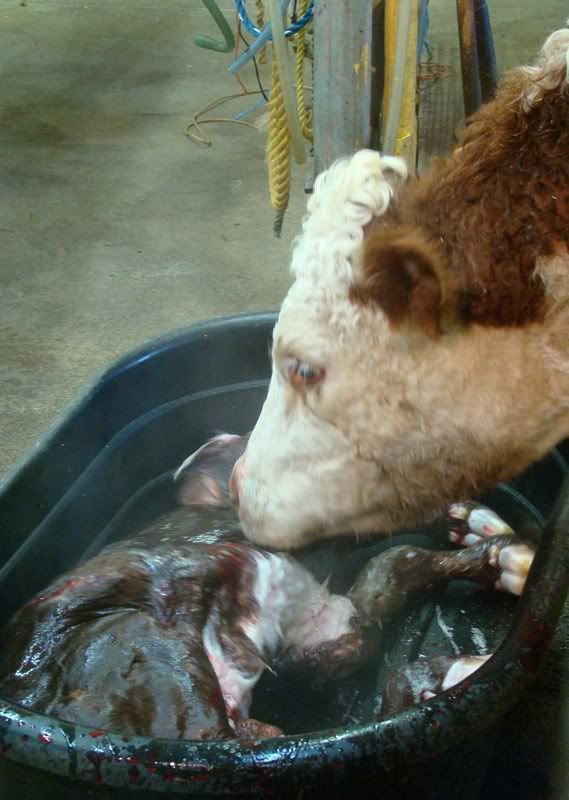 Cesarean Section (graphic pics) - Cattle