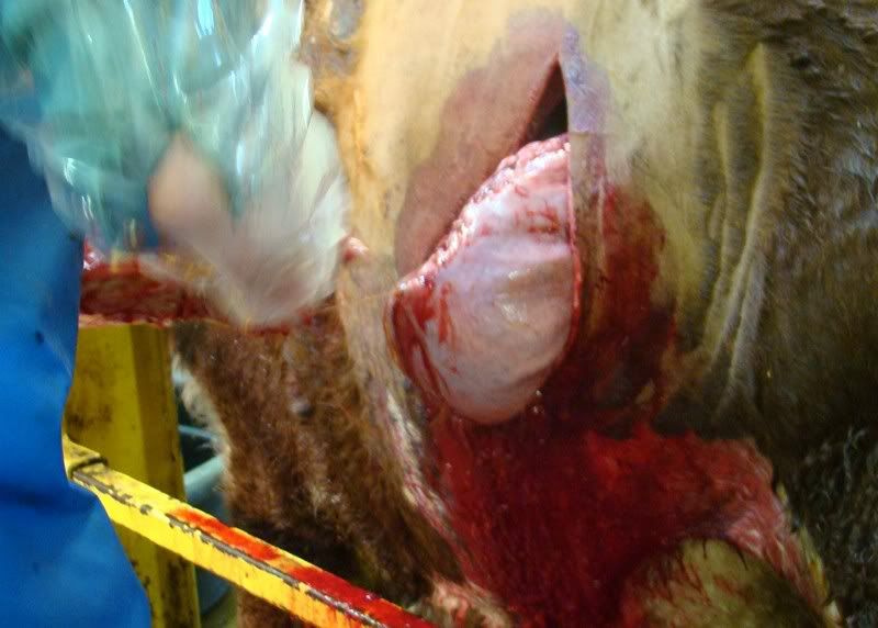 Cesarean Section (graphic pics) - Cattle