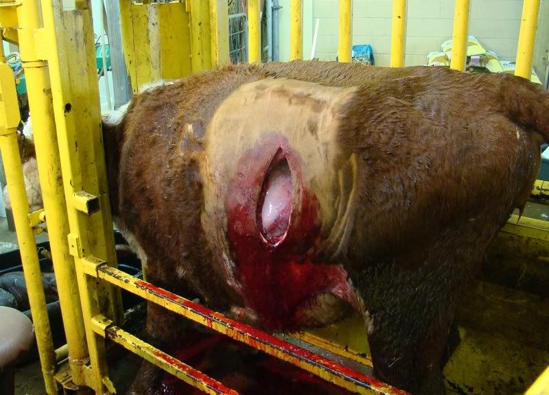 Cesarean Section (graphic pics) - Cattle