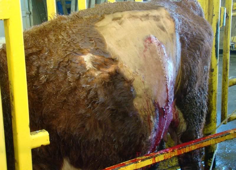 Cesarean Section (graphic pics) - Cattle