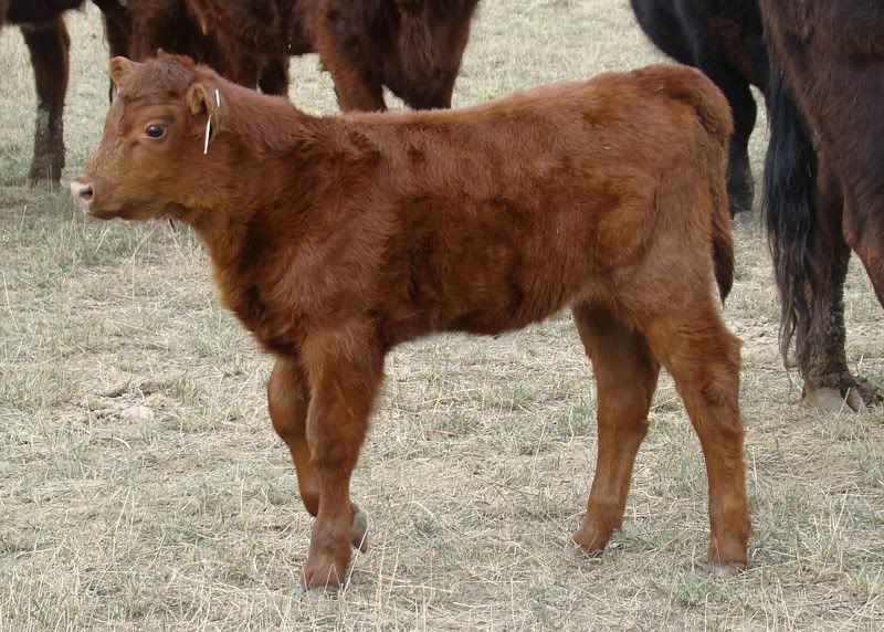 Sooooo, Someone Wanted some Pics..... - Cattle