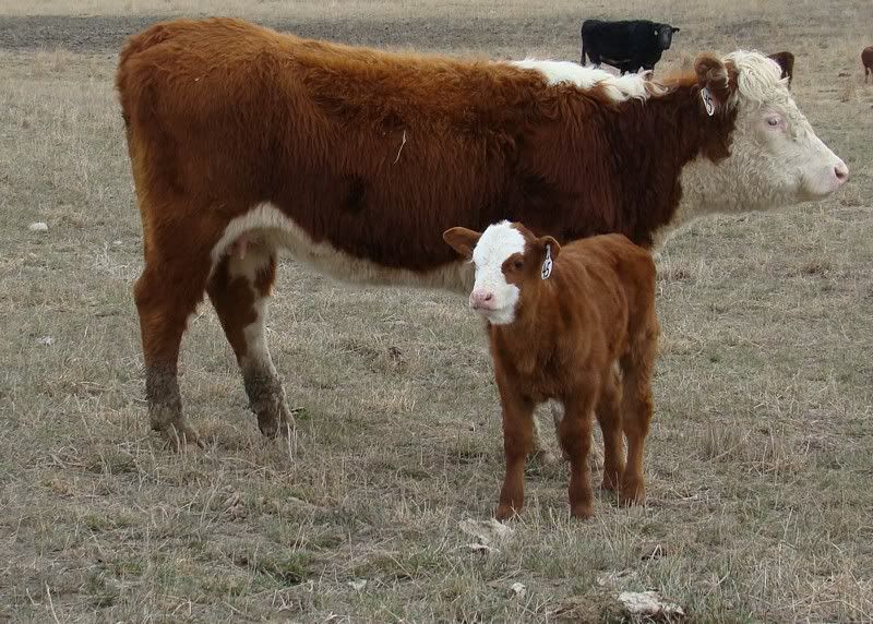 Sooooo, Someone Wanted some Pics..... - Cattle