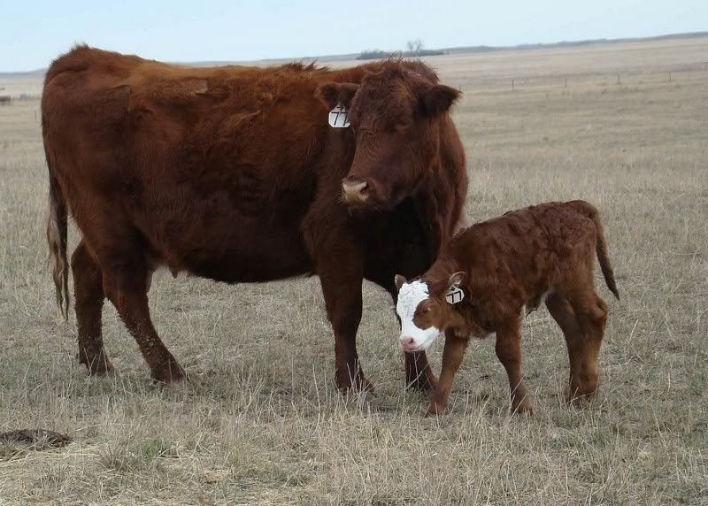 Sooooo, Someone Wanted some Pics..... - Cattle