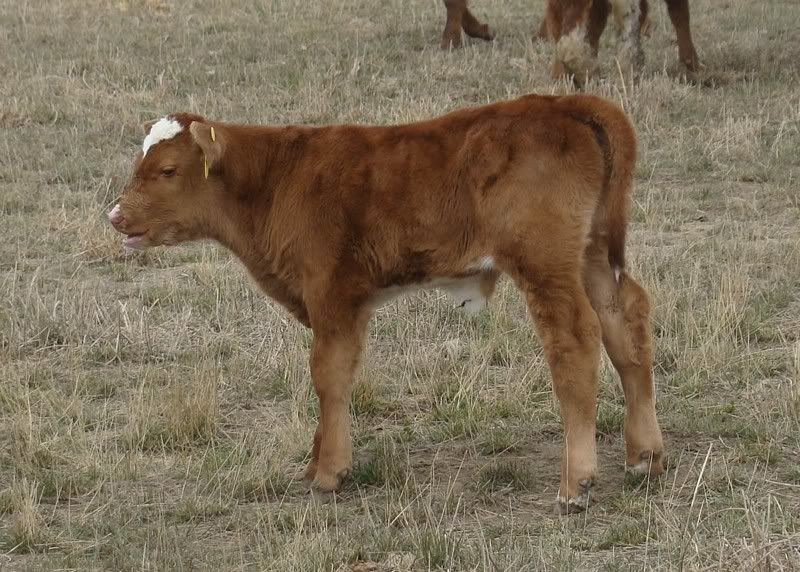 Sooooo, Someone Wanted some Pics..... - Cattle