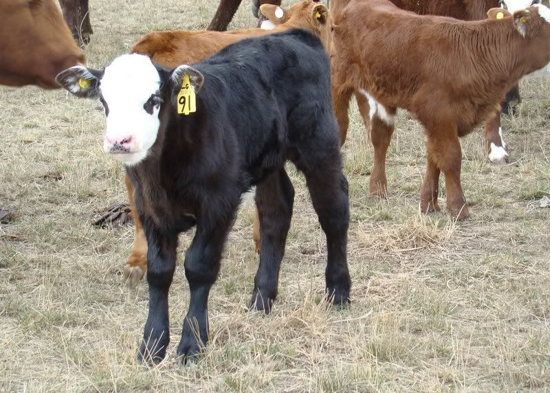 Sooooo, Someone Wanted some Pics..... - Cattle
