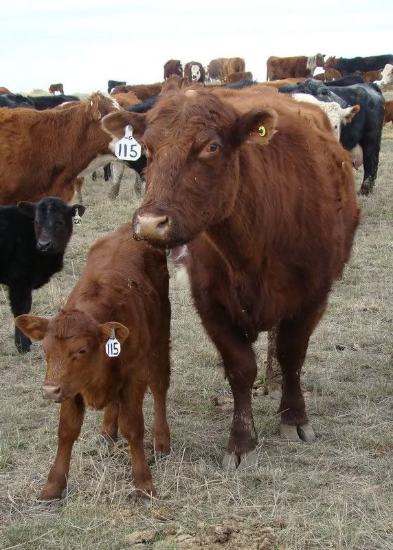 Sooooo, Someone Wanted some Pics..... - Cattle