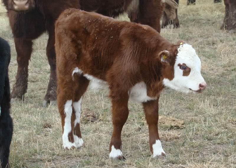 Sooooo, Someone Wanted some Pics..... - Cattle