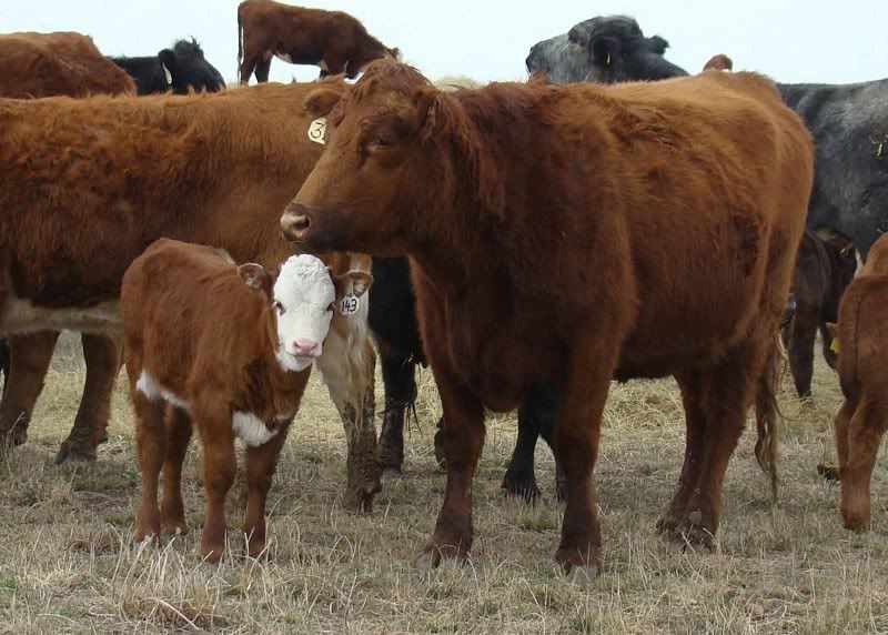 Sooooo, Someone Wanted some Pics..... - Cattle