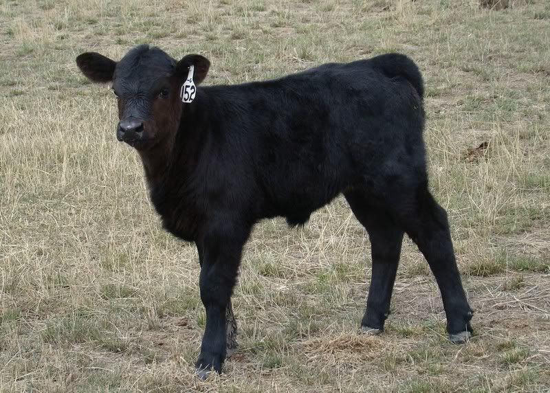 Sooooo, Someone Wanted some Pics..... - Cattle