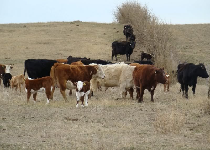 Sooooo, Someone Wanted some Pics..... - Cattle