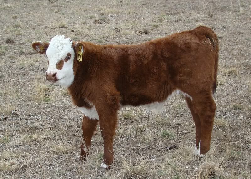 Sooooo, Someone Wanted some Pics..... - Cattle