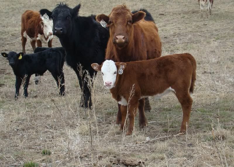 Sooooo, Someone Wanted some Pics..... - Cattle
