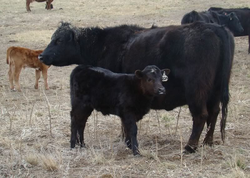 Sooooo, Someone Wanted some Pics..... - Cattle