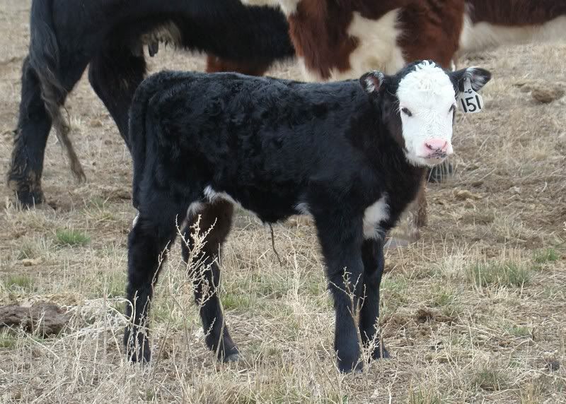 Sooooo, Someone Wanted some Pics..... - Cattle