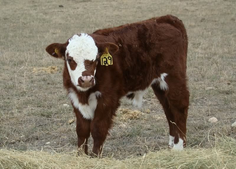 Sooooo, Someone Wanted some Pics..... - Cattle