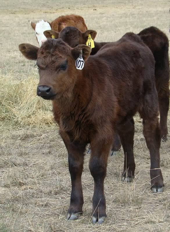 Sooooo, Someone Wanted some Pics..... - Cattle