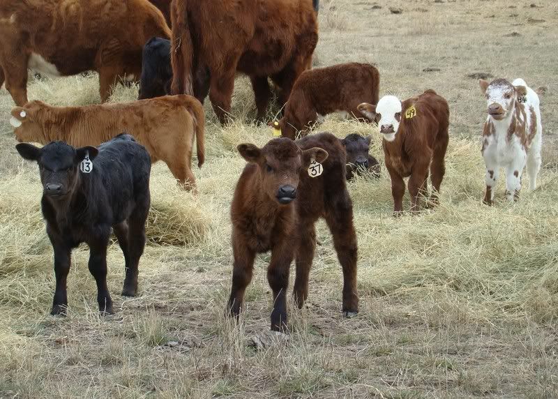 Sooooo, Someone Wanted some Pics..... - Cattle