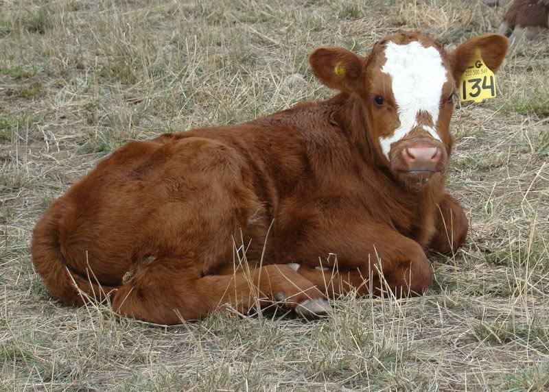 Sooooo, Someone Wanted some Pics..... - Cattle