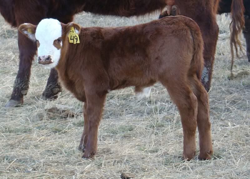 Sooooo, Someone Wanted some Pics..... - Cattle