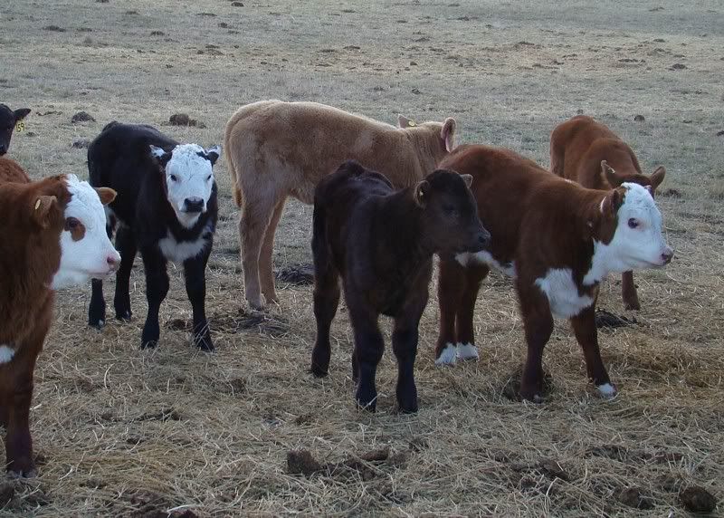 Sooooo, Someone Wanted some Pics..... - Cattle