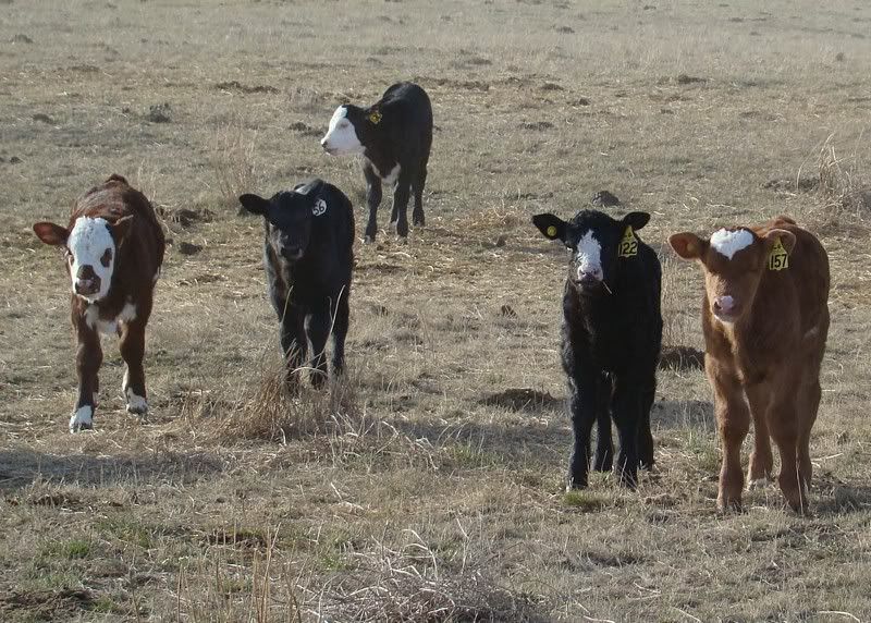 Sooooo, Someone Wanted some Pics..... - Cattle