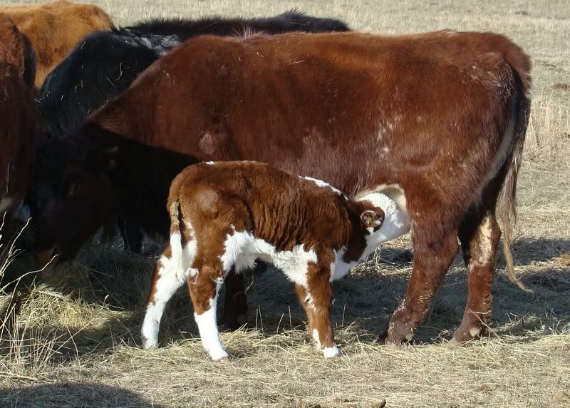 Sooooo, Someone Wanted some Pics..... - Cattle