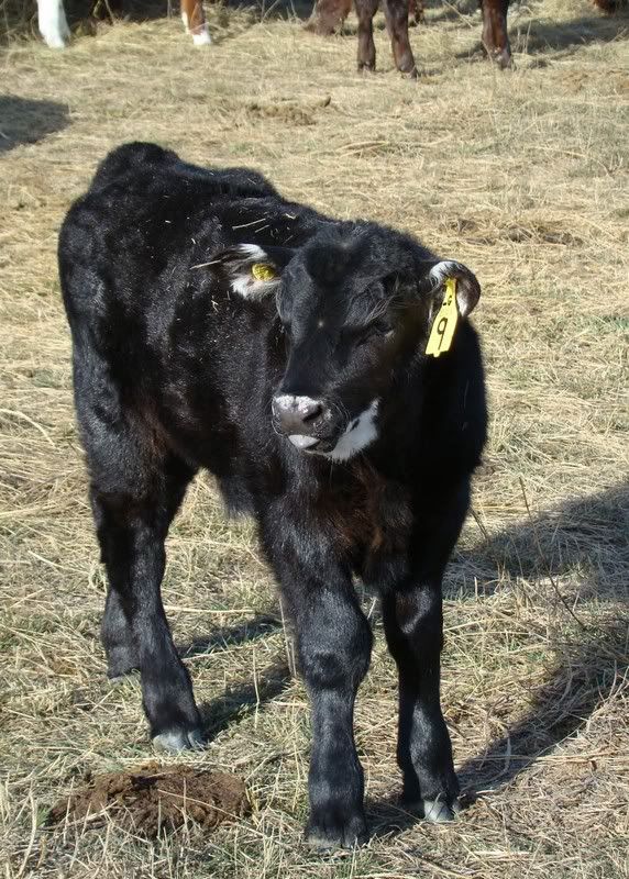 Sooooo, Someone Wanted some Pics..... - Cattle