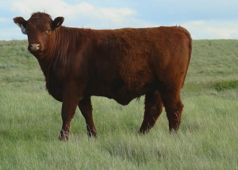 Yearling Heifer Pics - Cattle