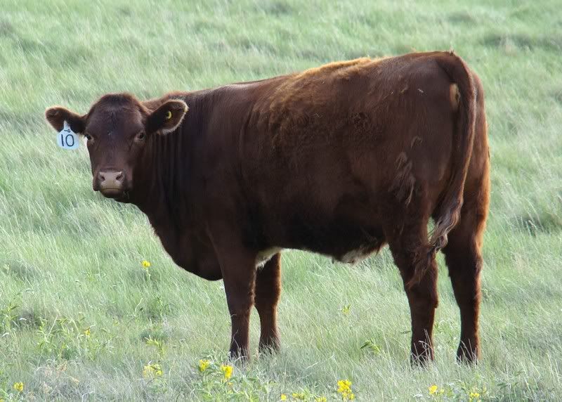 Yearling Heifer Pics - Cattle