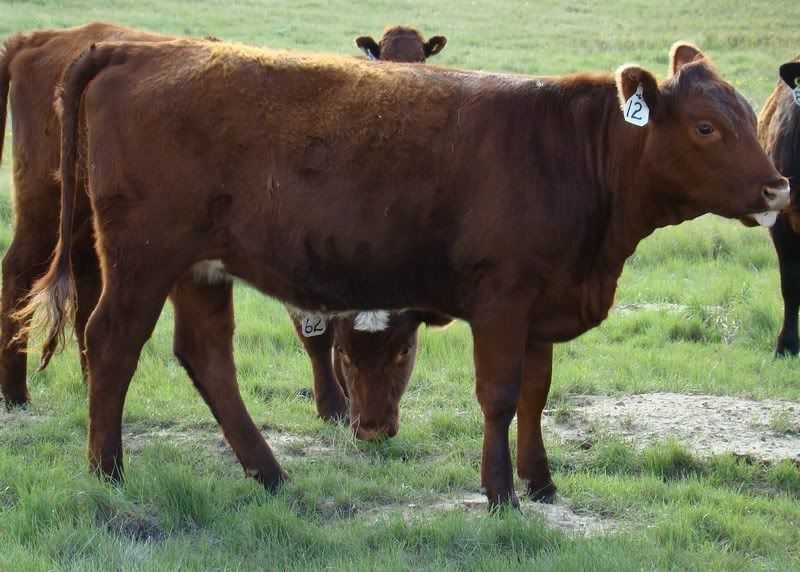 Yearling Heifer Pics - Cattle