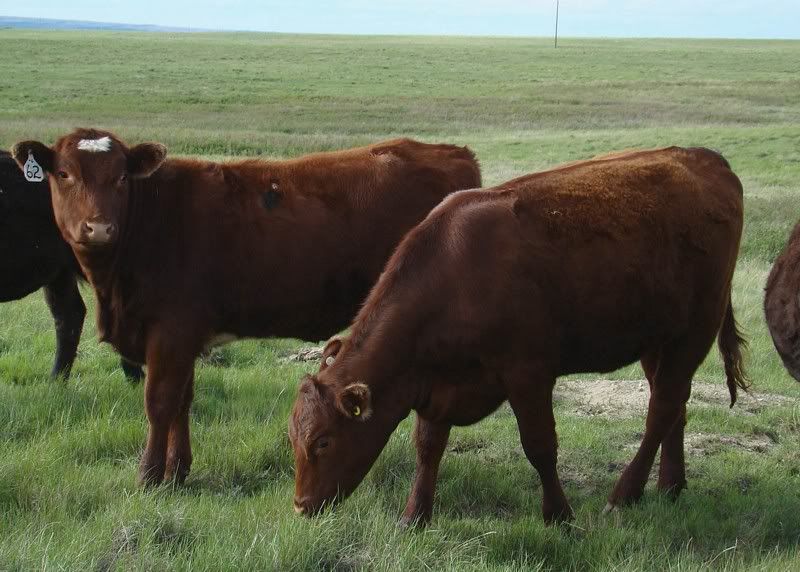 Yearling Heifer Pics - Cattle