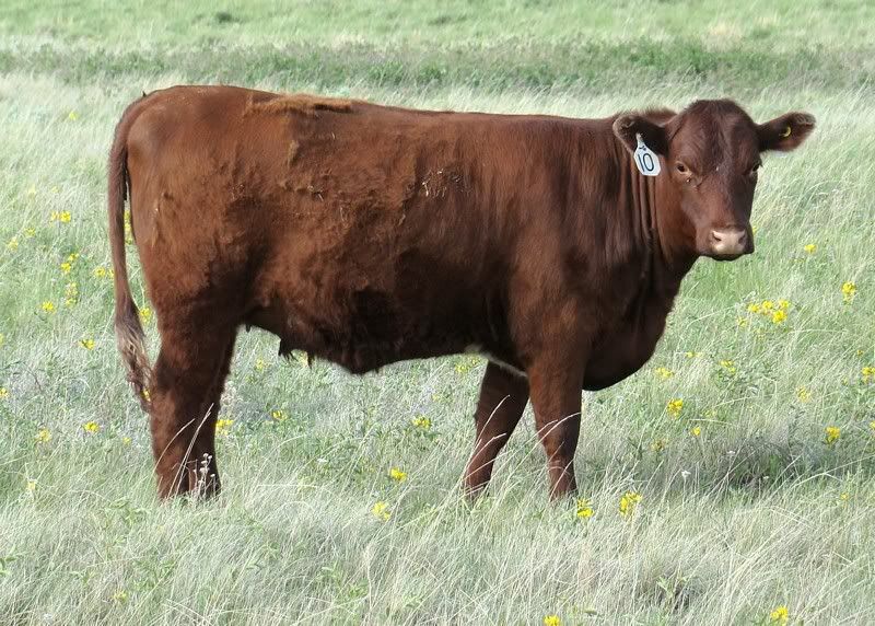 Yearling Heifer Pics - Cattle