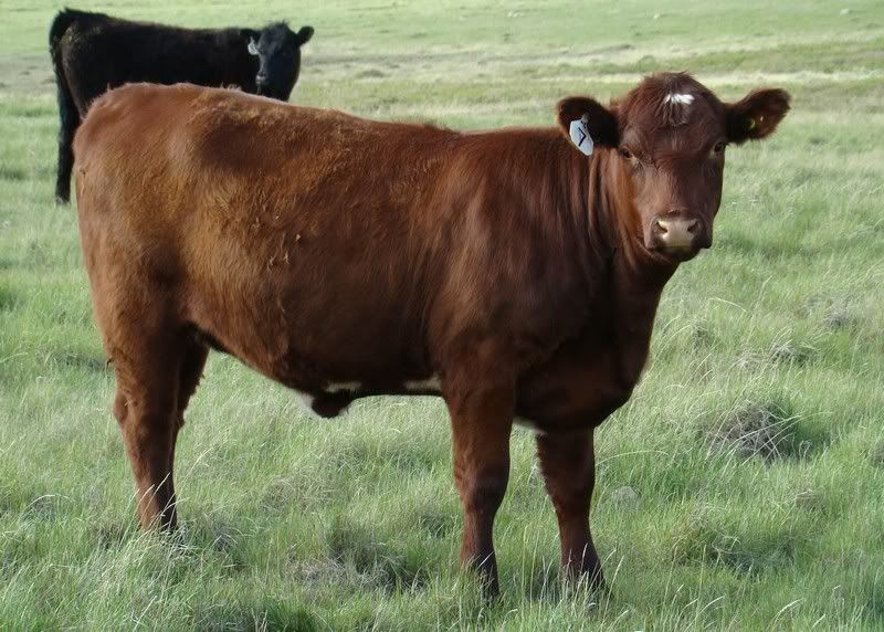 Yearling Heifer Pics - Cattle