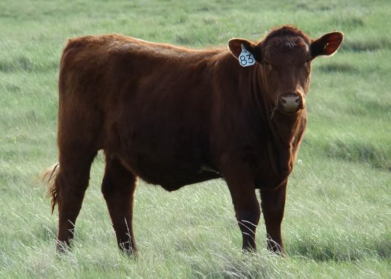 Yearling Heifer Pics - Cattle