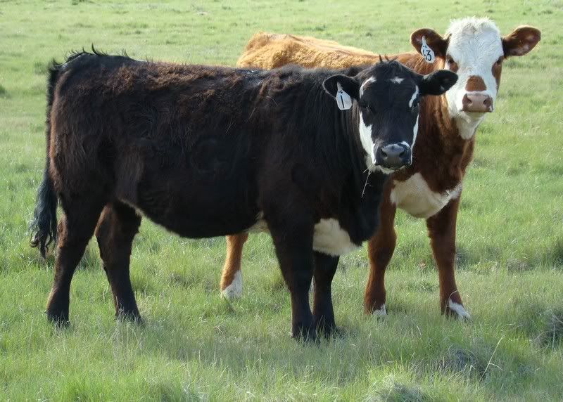 Yearling Heifer Pics - Cattle