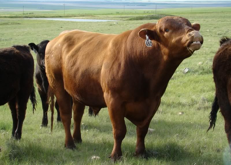Yearling Heifer Pics - Cattle