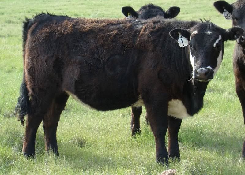 Yearling Heifer Pics - Cattle
