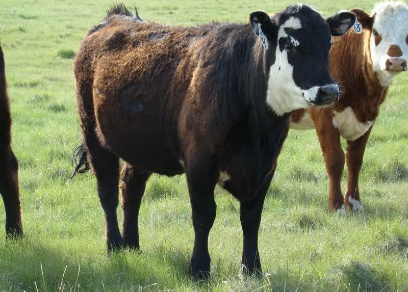 Yearling Heifer Pics - Cattle