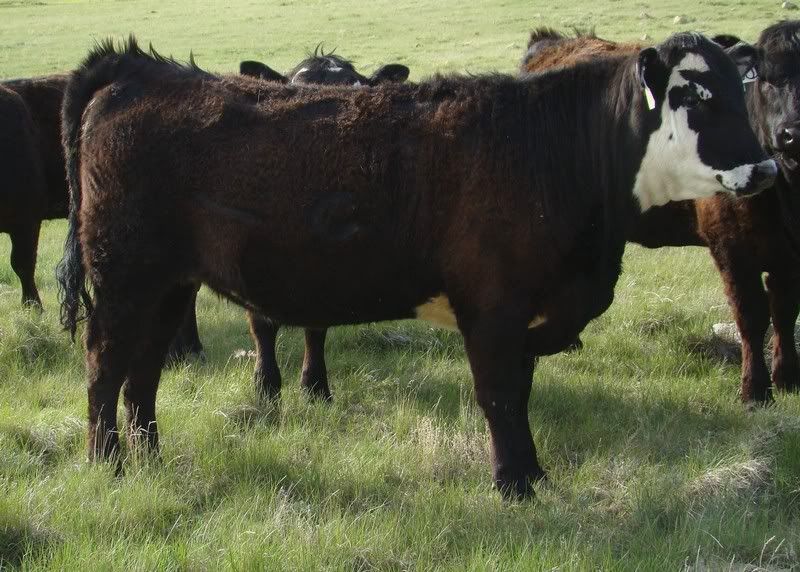 Yearling Heifer Pics - Cattle