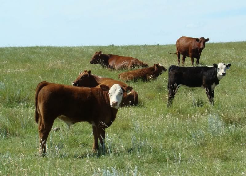 Cow and Calf Photos - Cattle
