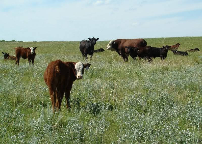 Cow and Calf Photos - Cattle